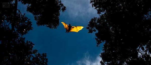 它們是地球上,唯一真正會飛翔的哺乳動物,可是卻不怎麼引人注目 它們是地球上,唯一真正會飛翔的哺乳動物,可是卻不怎麼引人注目