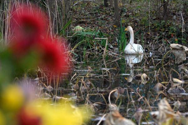 “稀客”駕到！野生白天鵝做客中山公園
