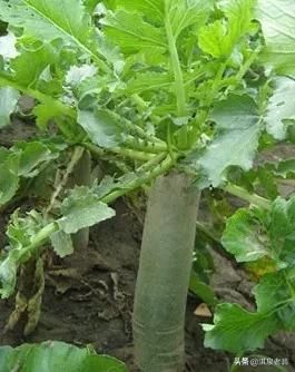 秋冬蘿蔔最佳播種期是啥時?如何確定 秋冬蘿蔔最佳播種期是啥時?如何確定