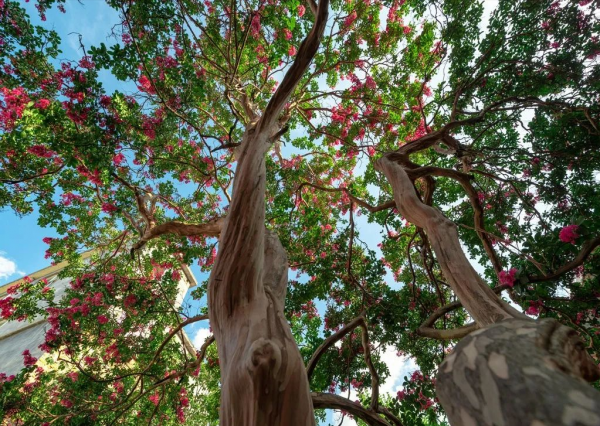 適合庭院種的“四大名貴樹”，經典美麗寓意好，寓意深遠價值高