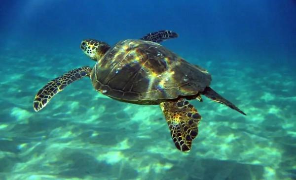 《世界盡頭的咖啡館》之綠海龜的故事:送給正處於迷茫中的你 《世界盡頭的咖啡館》之綠海龜的故事:送給正處於迷茫中的你