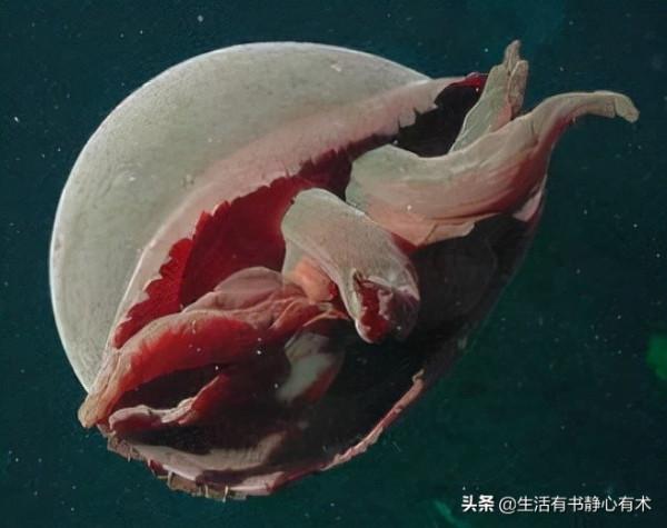 漲知識，八種可怕的海洋生物