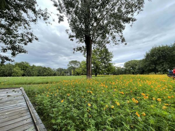 數萬株各色菊花、“心形”圖案百日草……北京奧森花海進入盛花期