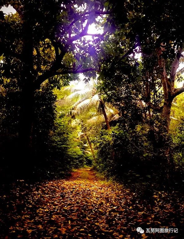 諾和西海的粉色邂逅