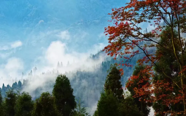 賞秋來這裡！什邡神瀑溝紅楓林金秋醉美風景上線~