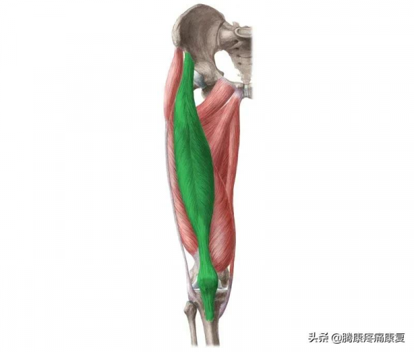 髖關節屈肌的伸展運動