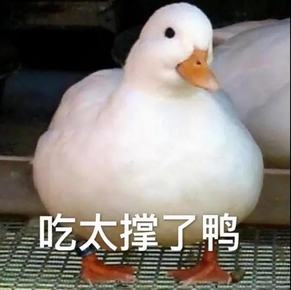 沒有一隻鴨能從閩南全身而退