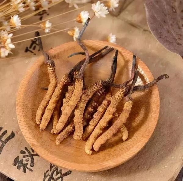 冬蟲夏草對肝腎、支氣管哮喘等常見病症,效果竟然這樣好 冬蟲夏草對肝腎、支氣管哮喘等常見病症,效果竟然這樣好