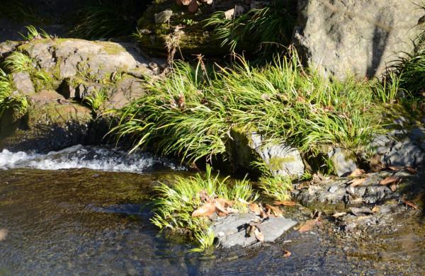 山區這七種野生藥材市場需求大，進行人工種植效益高