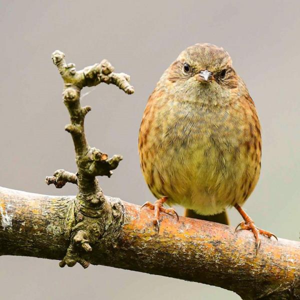 動物類 | 樹枝上的生命,小鳥 動物類 | 樹枝上的生命,小鳥