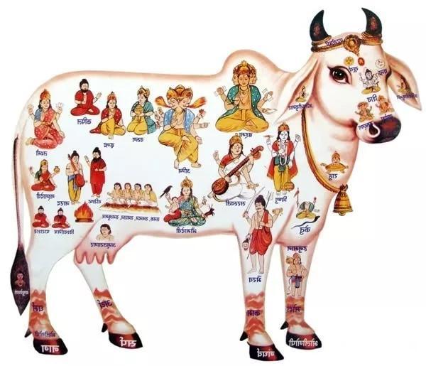 印度“牛糞餅”一盒205元，經常賣到脫銷，究竟有什麼用處？