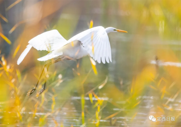 無須遠行！定西湖，人間秋色