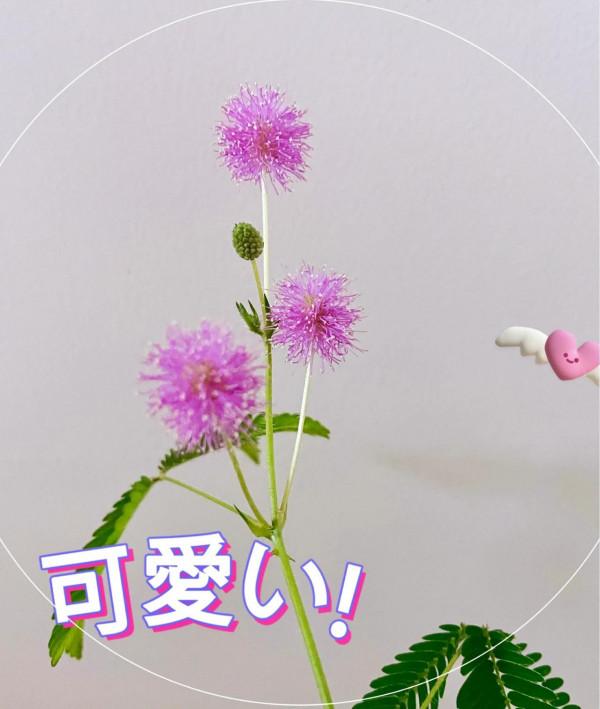 含羞草開花嘍