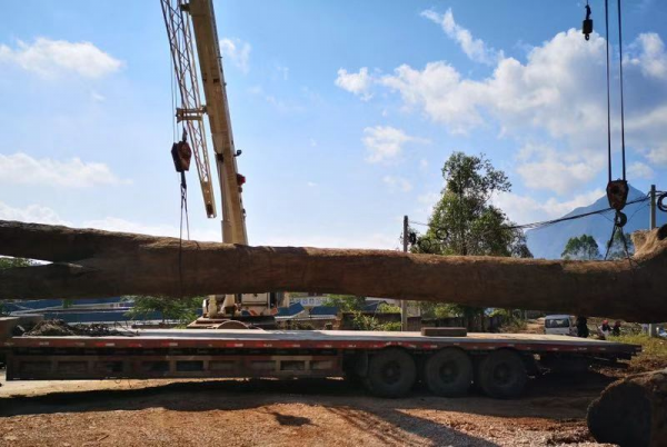 如此大的金絲楠木陰沉木，你見過嗎？