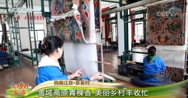 「走進鄉村看小康」西藏江孜·紫夏村：雪域高原青稞香 美麗鄉村豐收忙