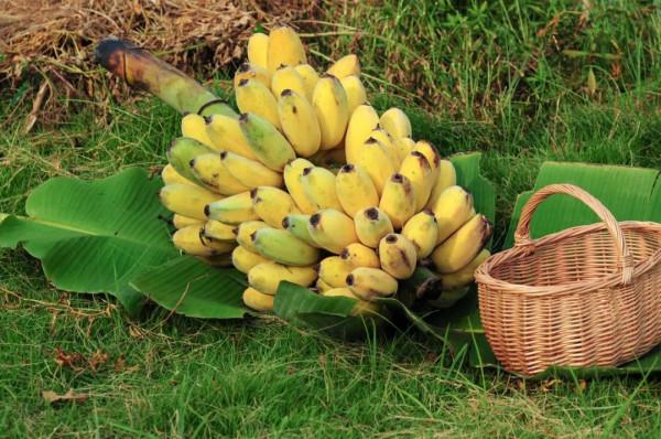 這些冷門小眾水果，低調的美味再也藏不住了