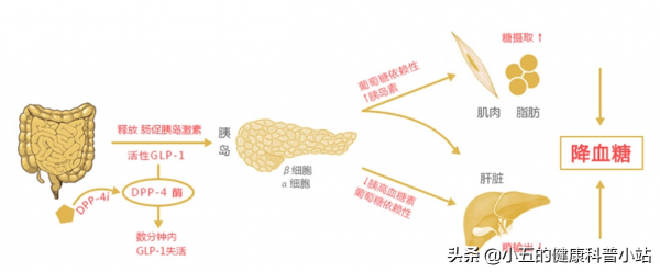 長期糖尿病引起血管損傷怎麼辦？合理使用4種藥物，幫你保護血管