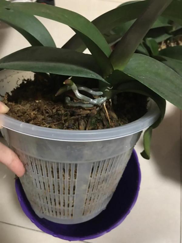 送出幾個月了，蝴蝶蘭長大喜人