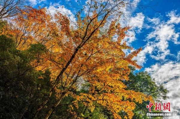 四川石棉：紅葉層林盡染 美景如畫