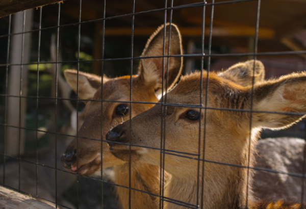 8畝地建小動物農場僅憑2招變網紅打卡地，門票20餵動物10元，啥樣