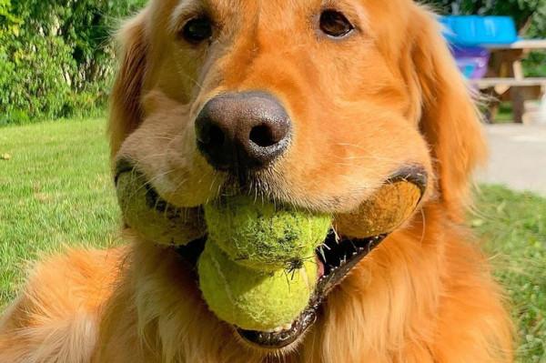 金毛獵犬有望打破世界紀錄,嘴裡叼6個網球,它是怎麼放進去的? 金毛獵犬有望打破世界紀錄,嘴裡叼6個網球,它是怎麼放進去的?