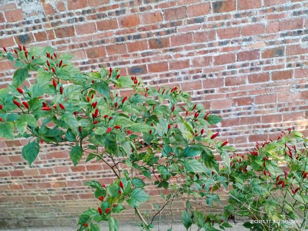冬天來了,什麼植物都熟了 冬天來了,什麼植物都熟了