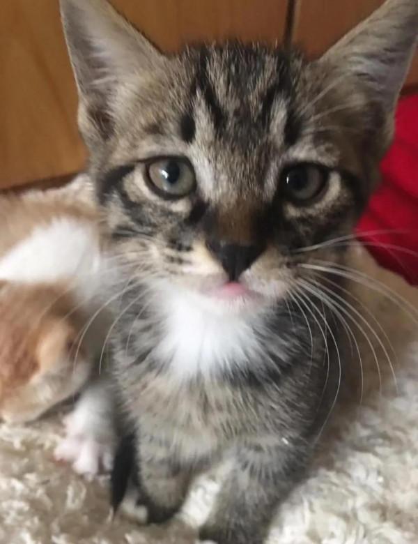 我們的新同事：“物業貓”