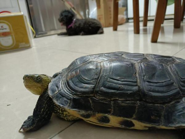 家有萌寵32 家有萌寵32