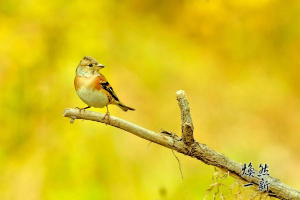 燕雀安知鴻鵠之志？此燕雀非彼燕雀