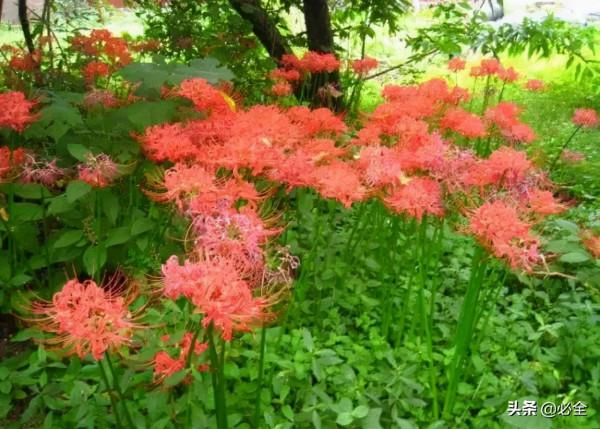 18種常見的先花後葉植物集錦 18種常見的先花後葉植物集錦