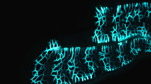 一口氣刷完6集，這豆瓣9.3太炸了