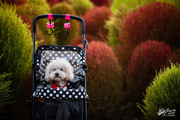 魔都賞秋,幾十萬株地膚組成的絢麗花海,奇特的景色很美很震撼 魔都賞秋,幾十萬株地膚組成的絢麗花海,奇特的景色很美很震撼