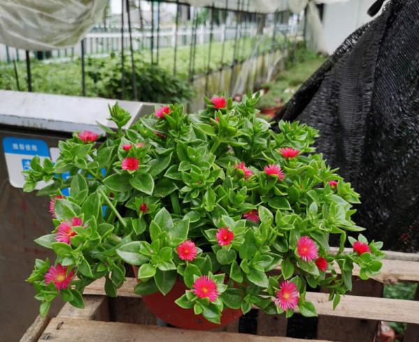 喜歡養花的女人,建議養這“5種花”,“美容養顏”好處多多 喜歡養花的女人,建議養這“5種花”,“美容養顏”好處多多