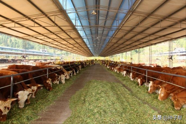 發展人工種草的建議，不要盲目種植，記住這幾點，效益好，成本低