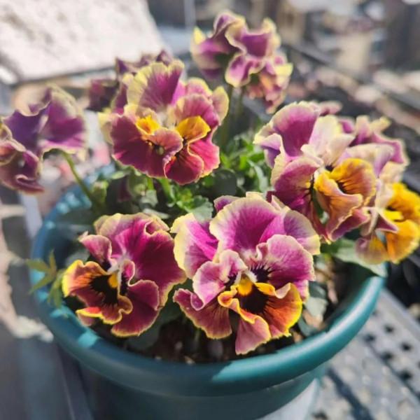 這些“冷門”花不輸“網紅”花，放在陽臺上，個個長得豔麗