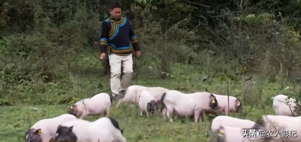 彝族小夥養香豬，巧借力趕著香豬奔富路，帶動200多戶一起致富
