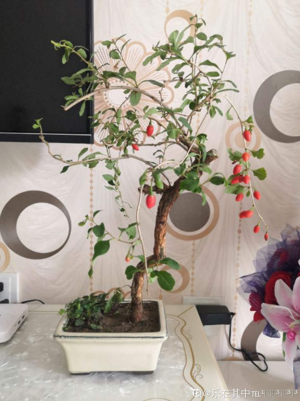 掌握6步養護，打造大氣又精緻的枸杞盆景