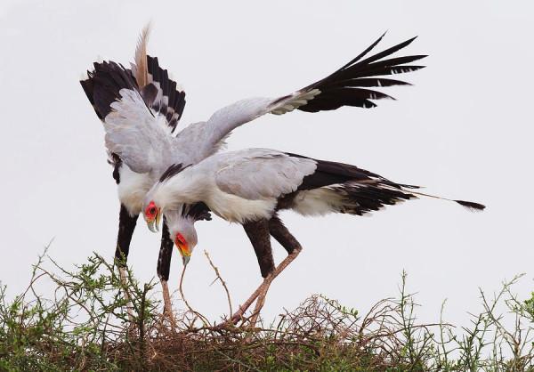 毒蛇殺手“秘書鳥”，外表高貴優雅，實則兇狠冷酷，把毒蛇當玩具