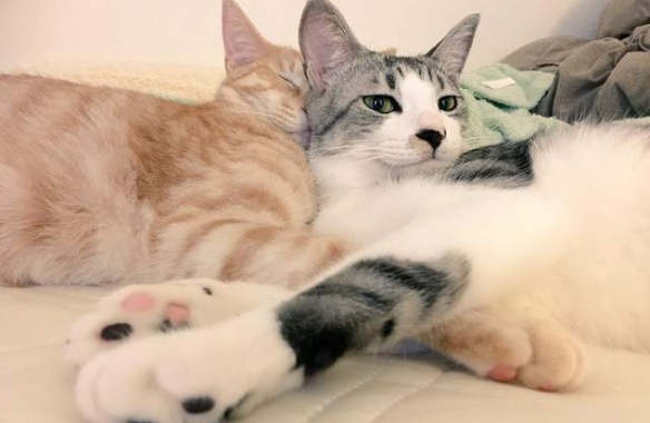 網友分享喵星人微笑練習 得意 治癒 還是無法言喻？