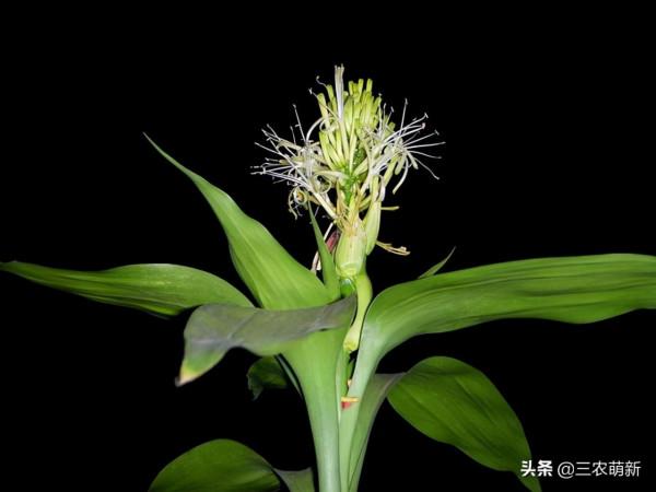 11種&OpenCurlyDoubleQuote;旺宅花&rdquo;愛喝醋，半月1小杯，葉漂亮花開不停