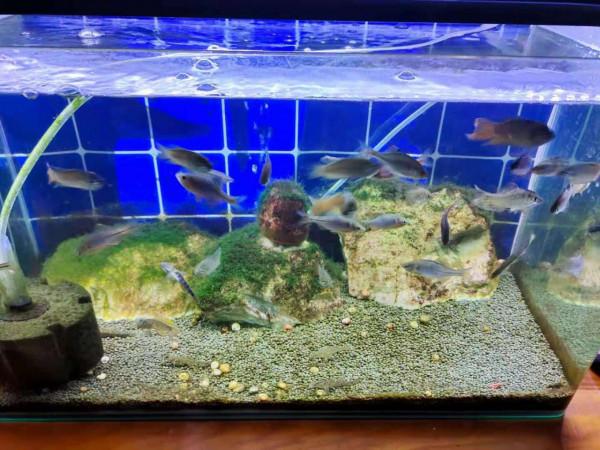 觀賞魚患上打粉病，如果換水不能解決問題，要清除魚缸藻類