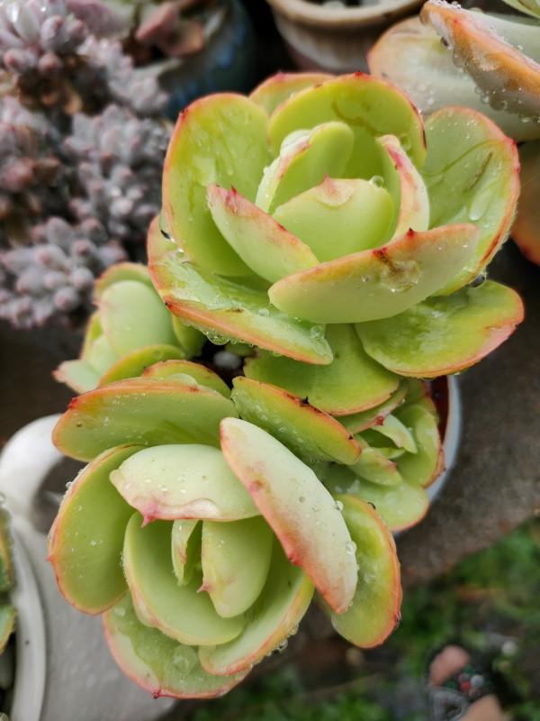 想讓多肉快速上色,“一動作”反覆做,當月養成妖豔“肉墩子” 想讓多肉快速上色,“一動作”反覆做,當月養成妖豔“肉墩子”