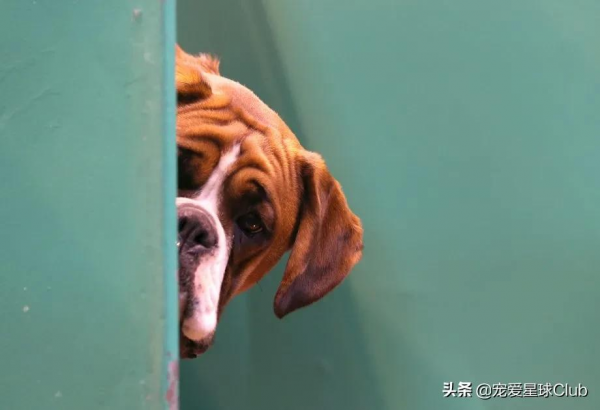百科 | 德國拳師犬，喜歡撒嬌的晚熟猛犬