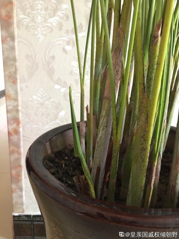 大葉子耐陰花，室內一定養，葉子比臉大，真涼快