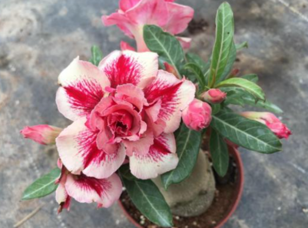 沙漠玫瑰幾天澆水？正確方法有3種，可以&OpenCurlyDoubleQuote;按天&rdquo;，也可以&OpenCurlyDoubleQuote;摸&rdquo;