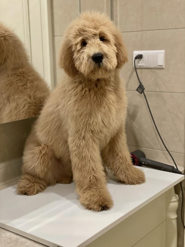 什麼是金貴犬——聽名字就很貴不是人人養得起