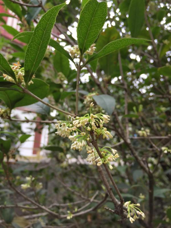 上古神器iphone5，這拍照能力還能用嗎？