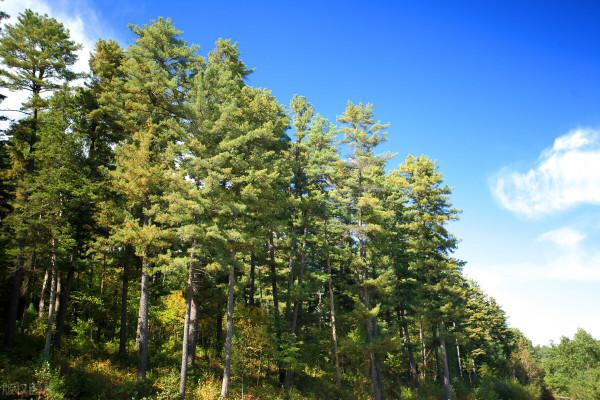 小小的松子，美味酥香之外，還有人間疾苦和大自然的魅力
