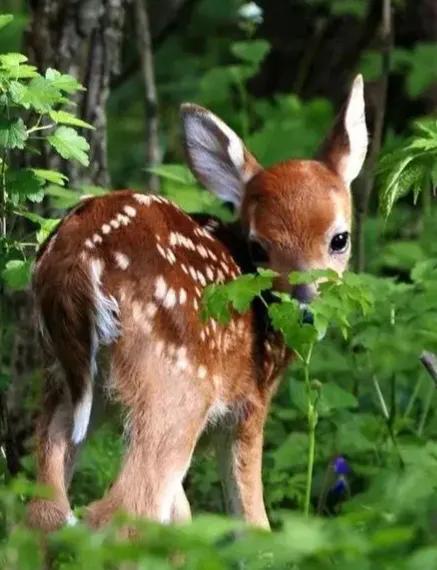 分享圖片 梅花鹿 可愛呆萌 堅強勇敢