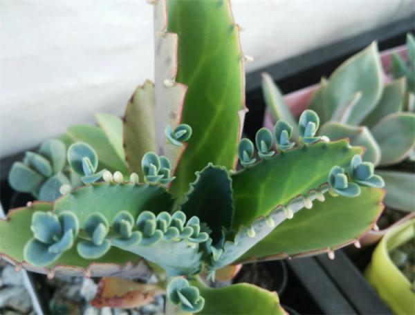 多肉不死鳥怎麼養?注意4個養護要點,落地就生根,爆盆快 多肉不死鳥怎麼養?注意4個養護要點,落地就生根,爆盆快